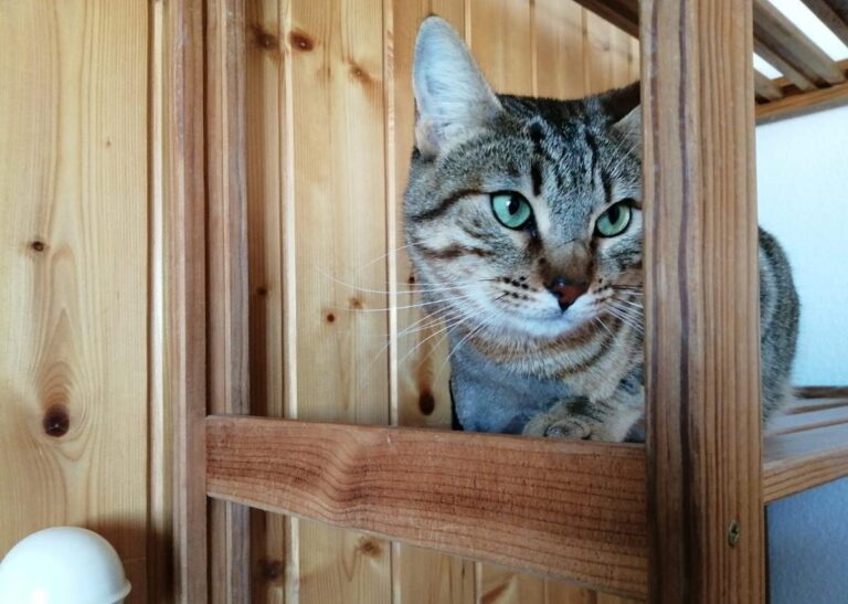 multimedia-foto69244-413-1