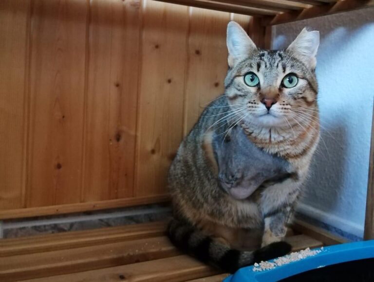 multimedia-foto69245-414-1