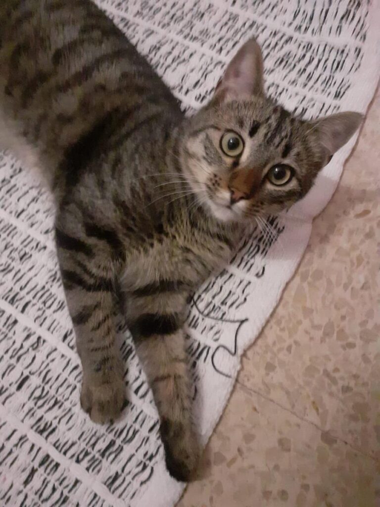 multimedia-foto69246-456-1