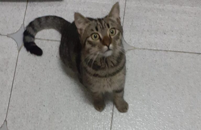 multimedia-foto69249-458-1