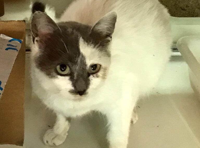 multimedia-foto69260-847-1