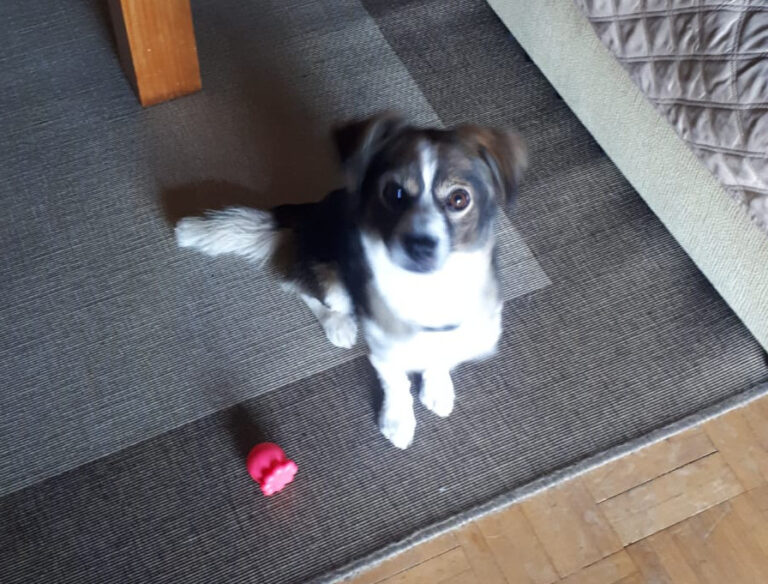 multimedia-foto69313-556-1