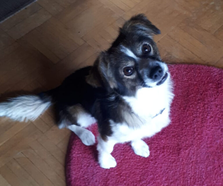 multimedia-foto69314-556-1