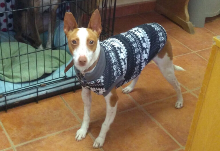 multimedia-foto69315-395-1