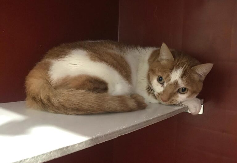 multimedia-foto69336-123-1