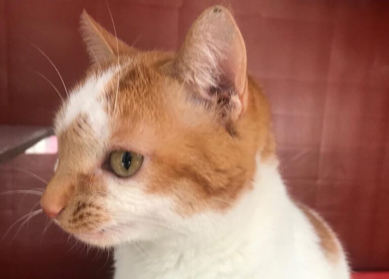 multimedia-foto69339-124-1