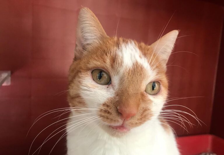 multimedia-foto69340-125-1