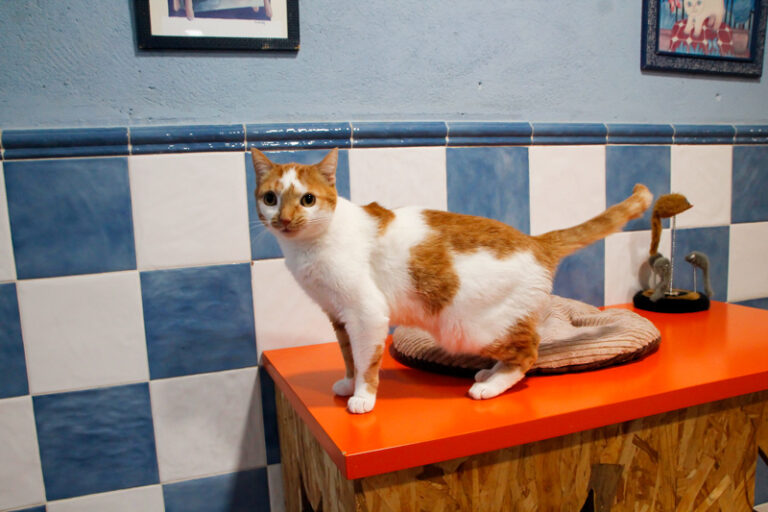 multimedia-foto69346-437-1