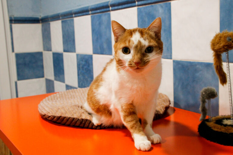 multimedia-foto69347-438-1