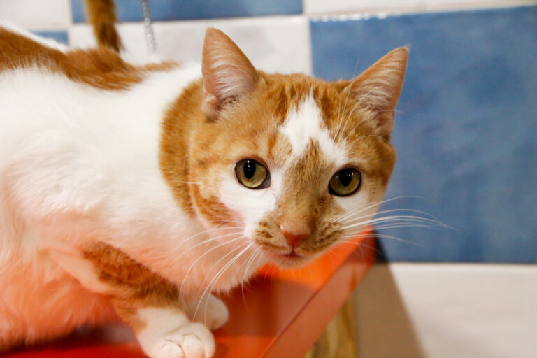 multimedia-foto69348-438-1