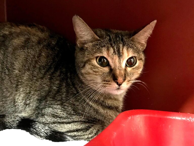 multimedia-foto69360-695-1