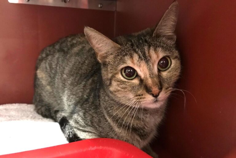 multimedia-foto69361-696-1