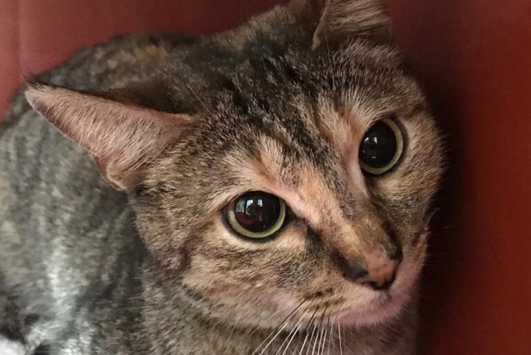 multimedia-foto69362-696-1