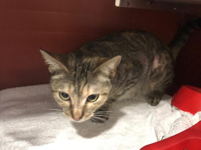 multimedia-foto69364-697-1