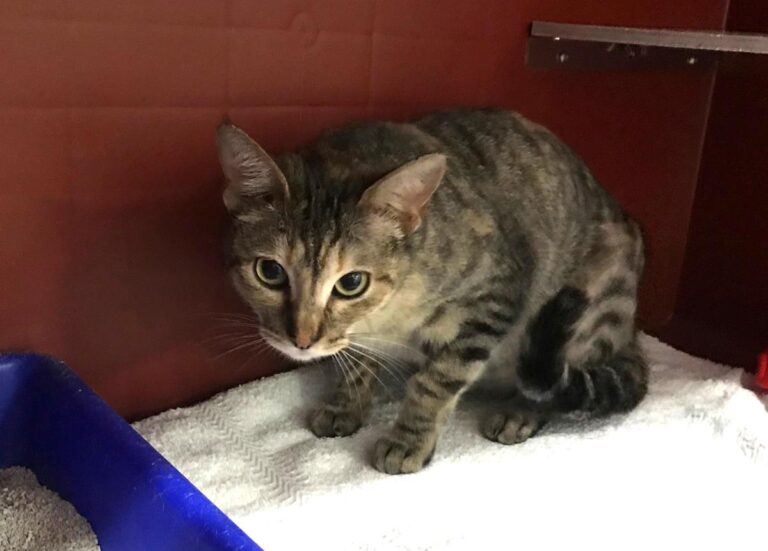 multimedia-foto69366-698-1