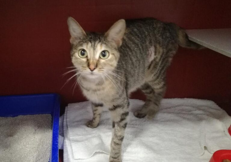 multimedia-foto69367-699-1