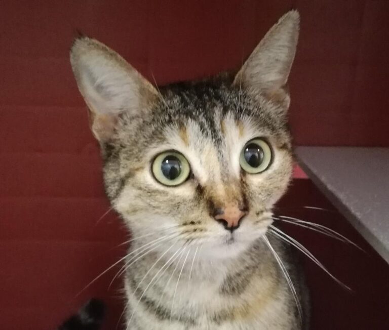 multimedia-foto69368-700-1