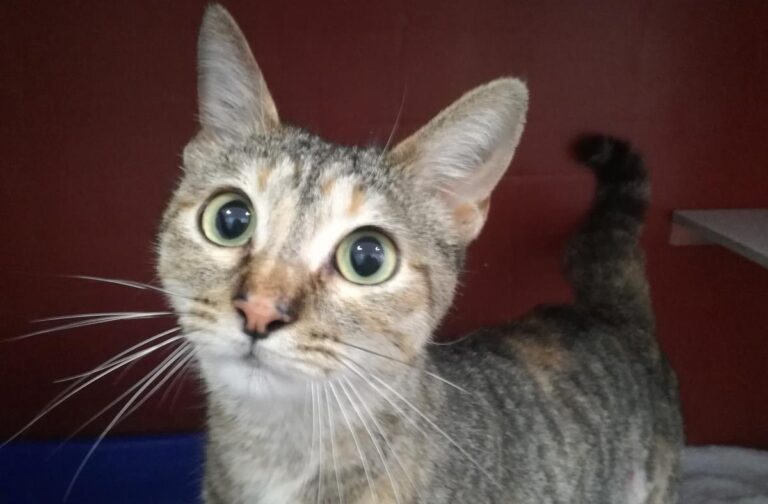 multimedia-foto69369-700-1