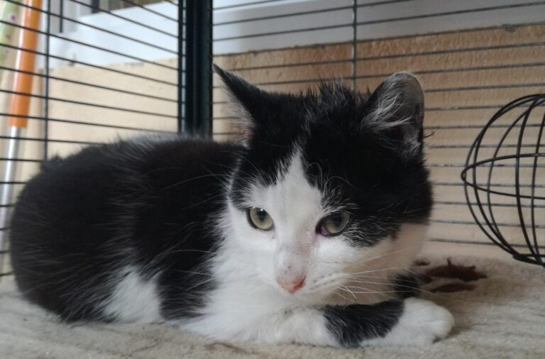 multimedia-foto69383-350-1