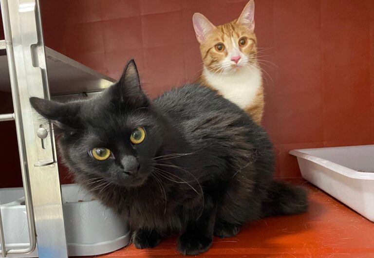 multimedia-foto69393-741-1