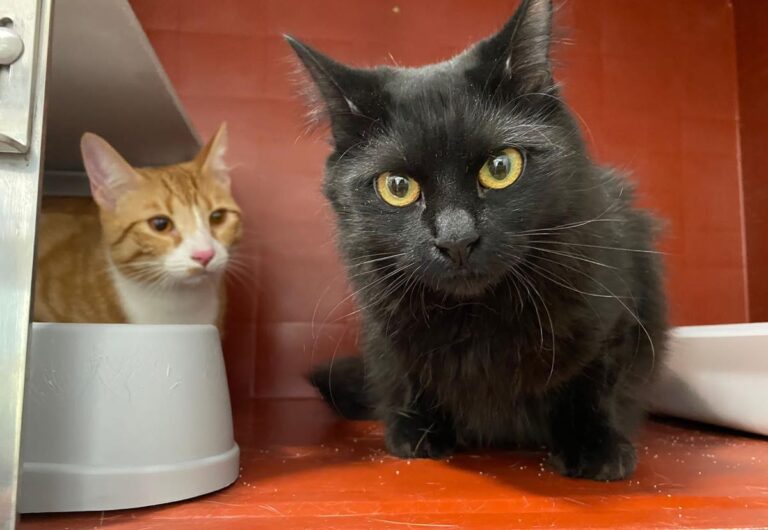 multimedia-foto69394-742-1