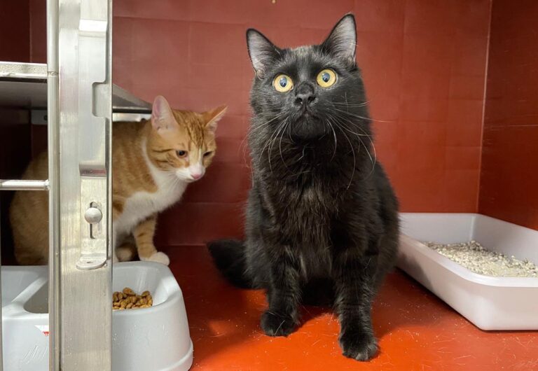 multimedia-foto69395-742-1