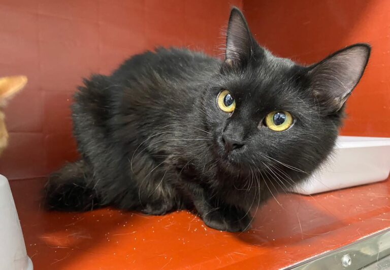 multimedia-foto69397-743-1