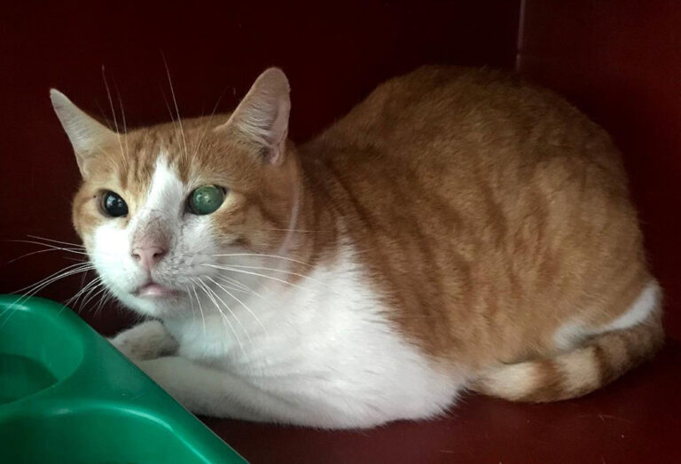 multimedia-foto69402-608-1