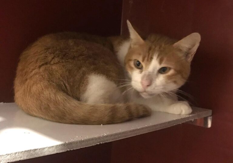 multimedia-foto69403-608-1