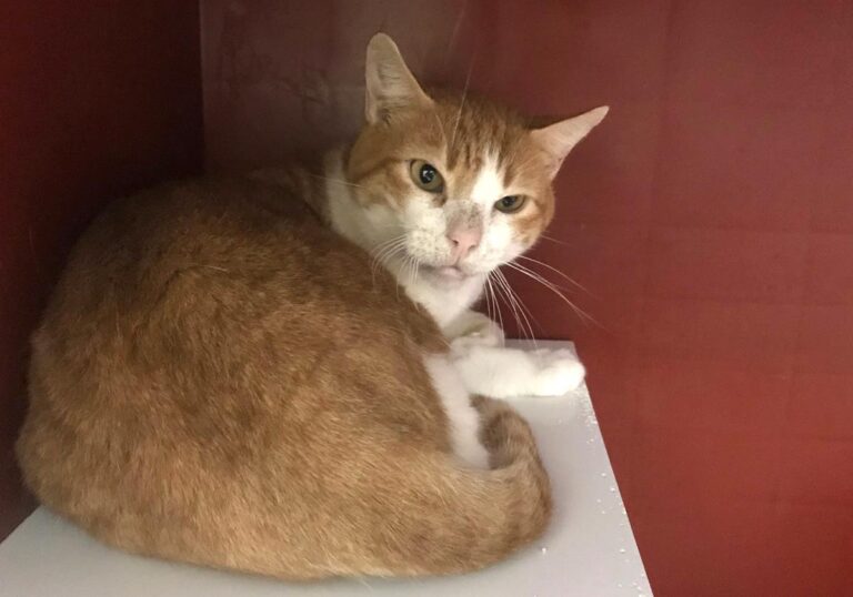 multimedia-foto69404-609-1