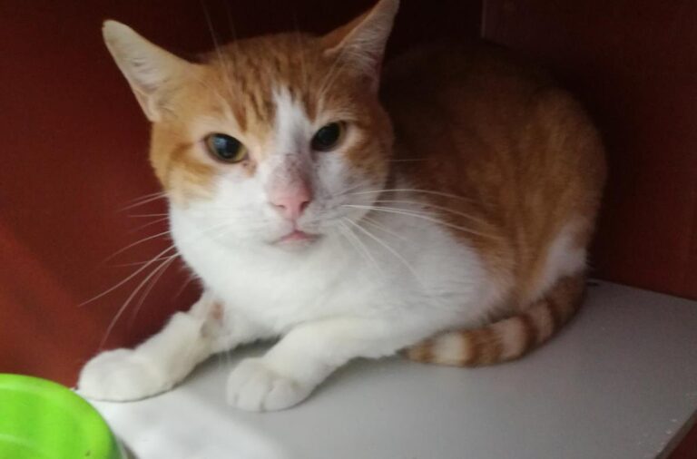 multimedia-foto69406-610-1