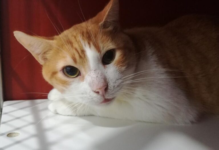 multimedia-foto69407-611-1