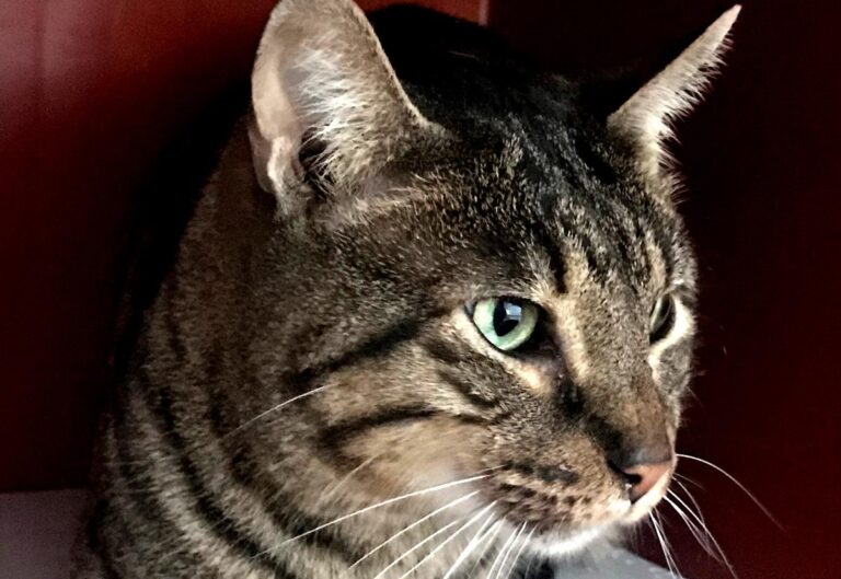 multimedia-foto69408-746-1