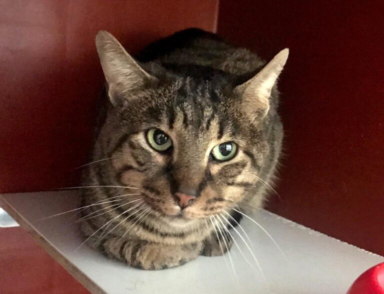 multimedia-foto69409-746-1