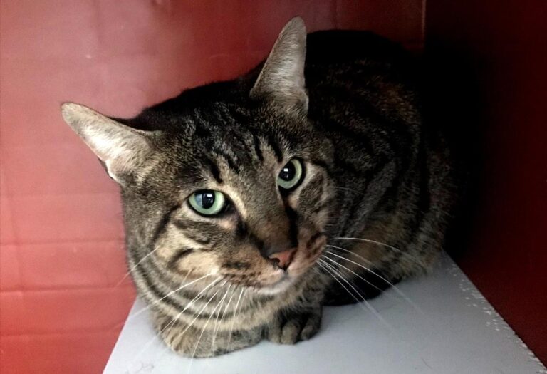 multimedia-foto69410-747-1