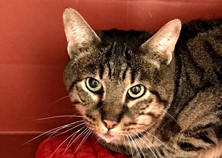 multimedia-foto69411-747-1