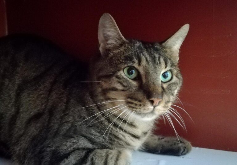 multimedia-foto69412-748-1