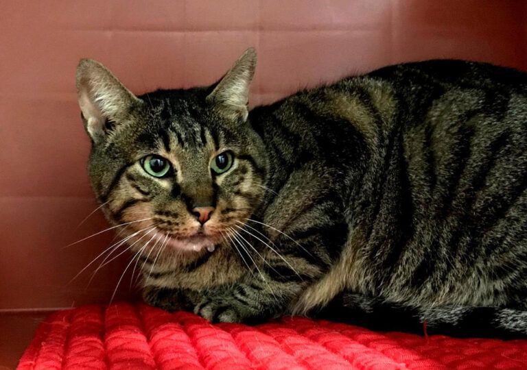 multimedia-foto69413-748-1