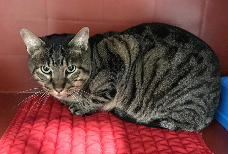 multimedia-foto69414-749-1