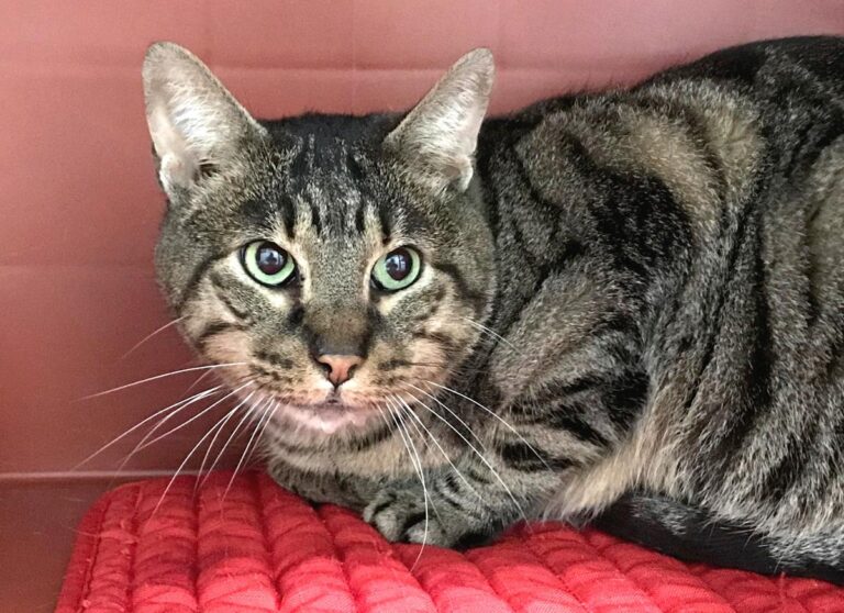 multimedia-foto69415-750-1