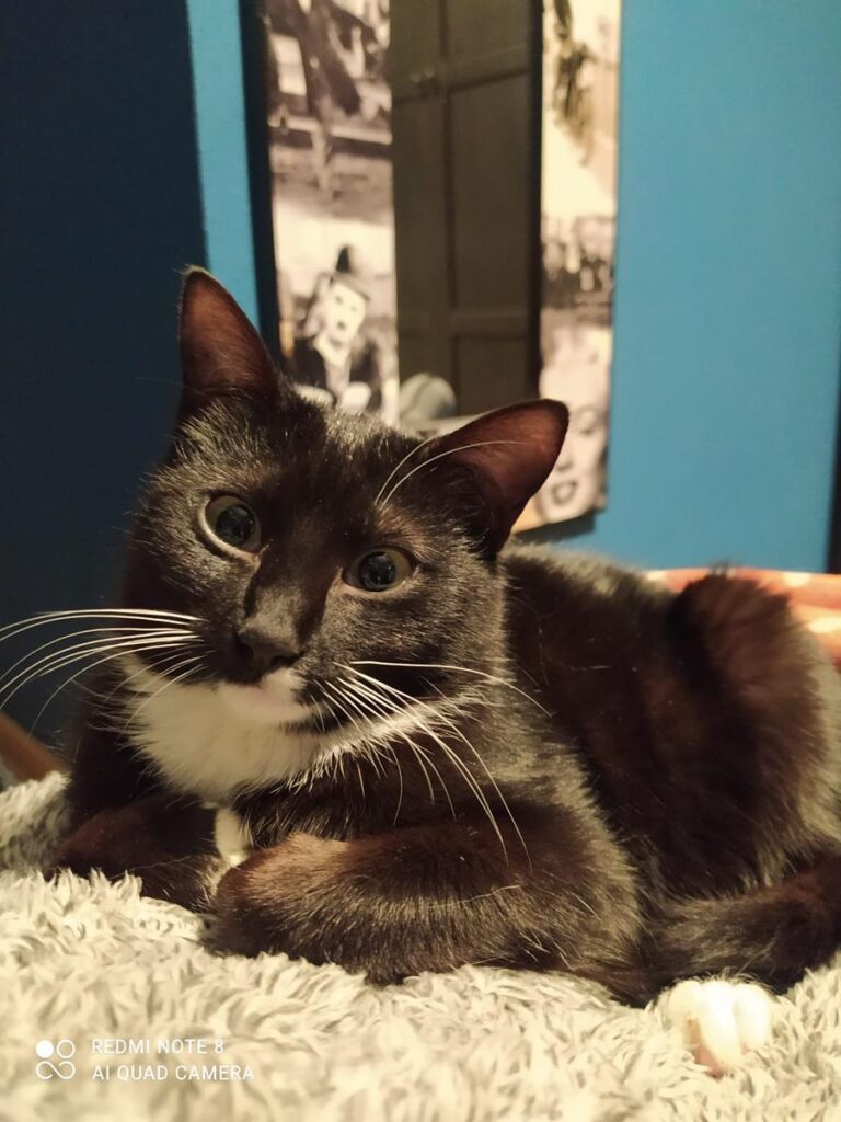 multimedia-foto69450-996-1