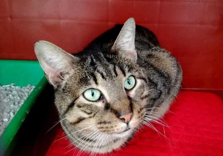 multimedia-foto69546-58-1