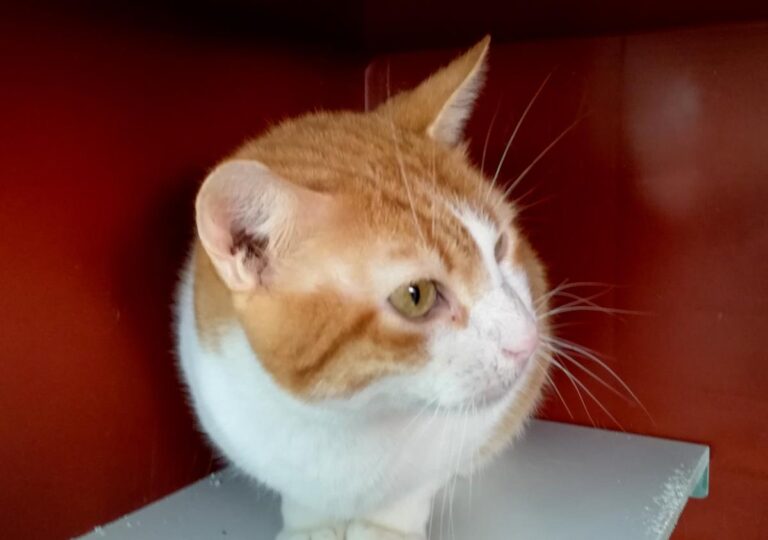 multimedia-foto69547-80-1