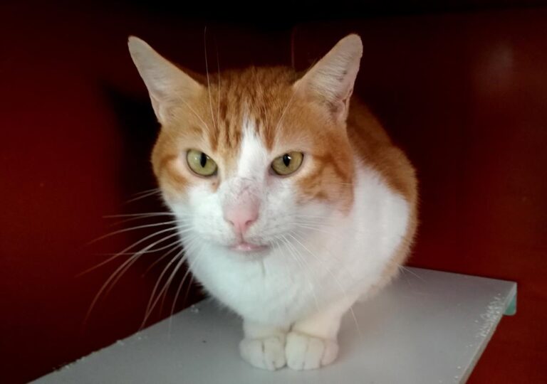 multimedia-foto69548-80-1