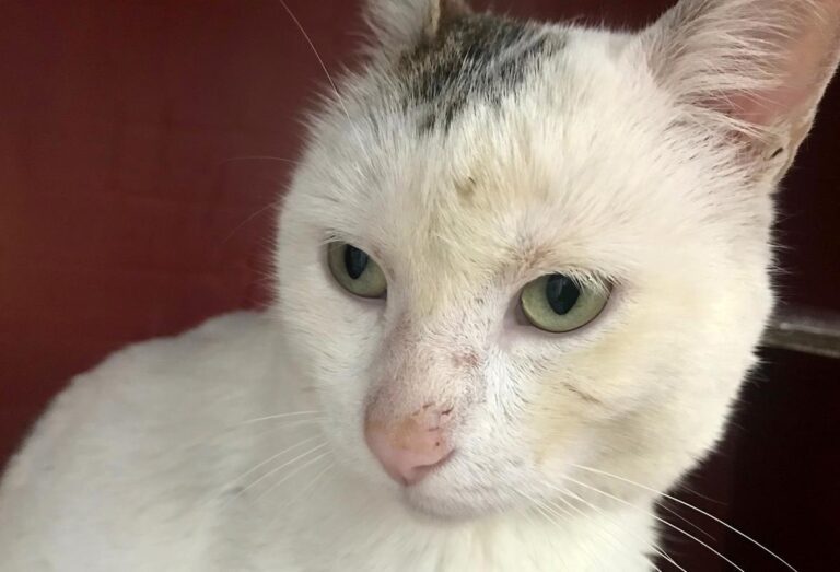 multimedia-foto69561-350-1