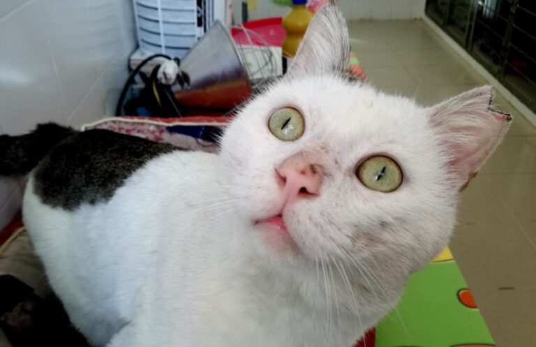 multimedia-foto69569-355-1