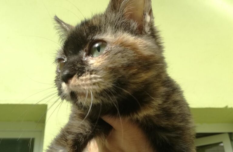 multimedia-foto69572-487-1