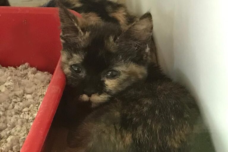 multimedia-foto69573-488-1