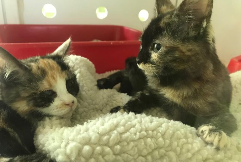 multimedia-foto69714-333-1