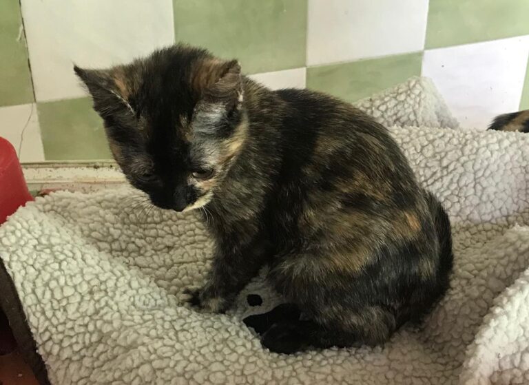 multimedia-foto69715-334-1